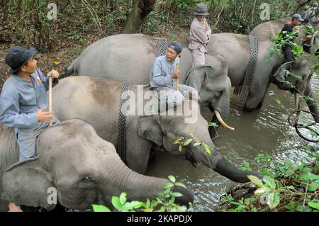 L'unité de réponse à l'éléphant de mahout (ERU) a escorté des éléphants apprivoés jusqu'à la rivière pour être nettoyés après une patrouille à l'éléphant sauvage en chemin du parc national de Kambas, Lampung, Sumatera, Indonésie sur 30 juillet,2017. L'unité d'intervention en cas d'éléphant (UER) leur travail aide non seulement à atténuer le conflit entre l'homme et l'éléphant, mais contribue également à protéger le parc national Kambas de ses activités illégales et assure la survie de la population d'éléphants de Sumatran aujourd'hui. Avec trois postes de surveillance à Bungur, Tegal Yoso et Mraghayu ERU, des patrouilles de surveillance régulières sont effectuées à l'intérieur et le long du dortoir du parc national. Dasril Roszandi (photo Banque D'Images