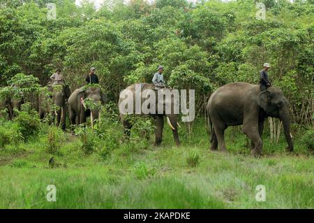 L'unité de réponse à l'éléphant de mahout (ERU) a escorté des éléphants apprivoés jusqu'à la rivière pour être nettoyés après une patrouille à l'éléphant sauvage en chemin du parc national de Kambas, Lampung, Sumatera, Indonésie sur 30 juillet,2017. L'unité d'intervention en cas d'éléphant (UER) leur travail aide non seulement à atténuer le conflit entre l'homme et l'éléphant, mais contribue également à protéger le parc national Kambas de ses activités illégales et assure la survie de la population d'éléphants de Sumatran aujourd'hui. Avec trois postes de surveillance à Bungur, Tegal Yoso et Mraghayu ERU, des patrouilles de surveillance régulières sont effectuées à l'intérieur et le long du dortoir du parc national. Dasril Roszandi (photo Banque D'Images