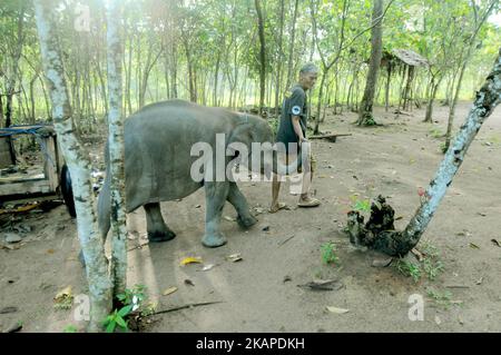 L'unité de réponse à l'éléphant de mahout (ERU) a escorté des éléphants apprivoés jusqu'à la rivière pour être nettoyés après une patrouille à l'éléphant sauvage en chemin du parc national de Kambas, Lampung, Sumatera, Indonésie sur 30 juillet,2017. L'unité d'intervention en cas d'éléphant (UER) leur travail aide non seulement à atténuer le conflit entre l'homme et l'éléphant, mais contribue également à protéger le parc national Kambas de ses activités illégales et assure la survie de la population d'éléphants de Sumatran aujourd'hui. Avec trois postes de surveillance à Bungur, Tegal Yoso et Mraghayu ERU, des patrouilles de surveillance régulières sont effectuées à l'intérieur et le long du dortoir du parc national. Dasril Roszandi (photo Banque D'Images