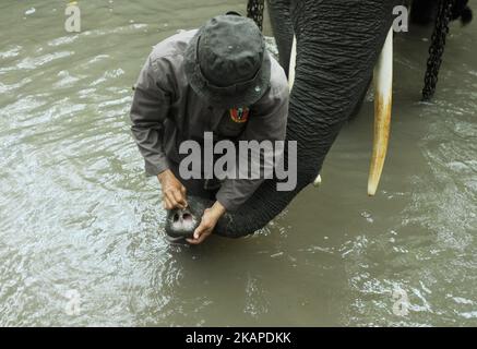 L'unité de réponse à l'éléphant de mahout (ERU) a escorté des éléphants apprivoés jusqu'à la rivière pour être nettoyés après une patrouille à l'éléphant sauvage en chemin du parc national de Kambas, Lampung, Sumatera, Indonésie sur 30 juillet,2017. L'unité d'intervention en cas d'éléphant (UER) leur travail aide non seulement à atténuer le conflit entre l'homme et l'éléphant, mais contribue également à protéger le parc national Kambas de ses activités illégales et assure la survie de la population d'éléphants de Sumatran aujourd'hui. Avec trois postes de surveillance à Bungur, Tegal Yoso et Mraghayu ERU, des patrouilles de surveillance régulières sont effectuées à l'intérieur et le long du dortoir du parc national. Dasril Roszandi (photo Banque D'Images