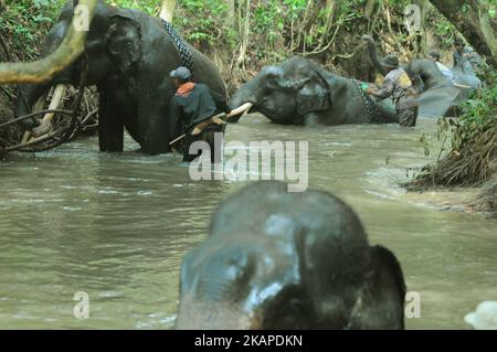 L'unité de réponse à l'éléphant de mahout (ERU) a escorté des éléphants apprivoés jusqu'à la rivière pour être nettoyés après une patrouille à l'éléphant sauvage en chemin du parc national de Kambas, Lampung, Sumatera, Indonésie sur 30 juillet,2017. L'unité d'intervention en cas d'éléphant (UER) leur travail aide non seulement à atténuer le conflit entre l'homme et l'éléphant, mais contribue également à protéger le parc national Kambas de ses activités illégales et assure la survie de la population d'éléphants de Sumatran aujourd'hui. Avec trois postes de surveillance à Bungur, Tegal Yoso et Mraghayu ERU, des patrouilles de surveillance régulières sont effectuées à l'intérieur et le long du dortoir du parc national. Dasril Roszandi (photo Banque D'Images