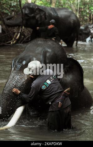 L'unité de réponse à l'éléphant de mahout (ERU) a escorté des éléphants apprivoés jusqu'à la rivière pour être nettoyés après une patrouille à l'éléphant sauvage en chemin du parc national de Kambas, Lampung, Sumatera, Indonésie sur 30 juillet,2017. L'unité d'intervention en cas d'éléphant (UER) leur travail aide non seulement à atténuer le conflit entre l'homme et l'éléphant, mais contribue également à protéger le parc national Kambas de ses activités illégales et assure la survie de la population d'éléphants de Sumatran aujourd'hui. Avec trois postes de surveillance à Bungur, Tegal Yoso et Mraghayu ERU, des patrouilles de surveillance régulières sont effectuées à l'intérieur et le long du dortoir du parc national. Dasril Roszandi (photo Banque D'Images