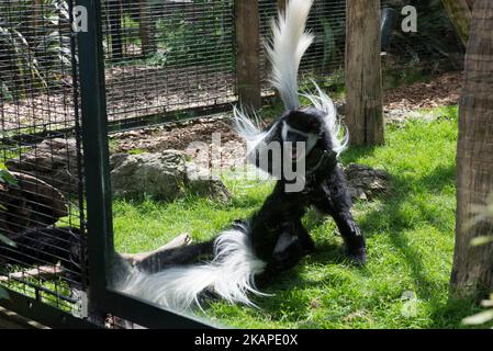 Le noir et blanc de colobus Banque D'Images