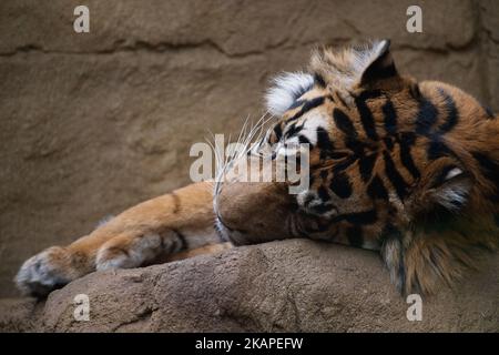 Tigre de Sumatra Banque D'Images