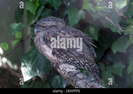 Chevêche des terriers Banque D'Images