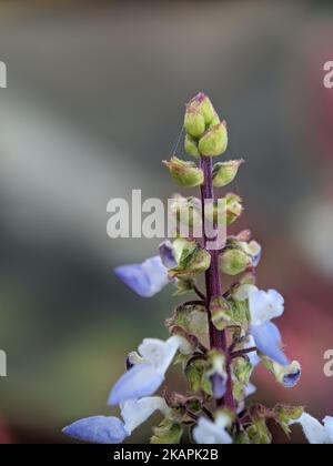 Un cliché vertical de la fleur sauvage Coleus barbatus qui fleurit dans le jardin sur fond flou Banque D'Images