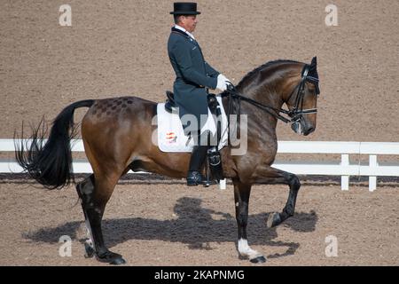 Le pilote espagnol Cristobal Belmonte Roldan sur Diavolo II de Labury passe à la compétition de dressage des équipes des Championnats d'Europe FEI 2017 au stade Ullevi de Göteborg, Suède sur 22 août 2017. (Photo de Julia Reinhart/NurPhoto) Banque D'Images