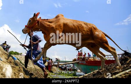 Bangladeshi commerçants avec l'Eid-ul-Azha à quelques jours seulement, les animaux sacrificiels attendent d'être vendus à Postagola, Bangladesh, le 25 août 2017, au marché du bétail dans la capitale Dhaka. (Photo de Sony Ramany/NurPhoto) Banque D'Images