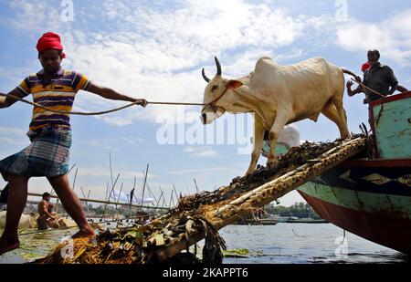 Bangladeshi commerçants avec l'Eid-ul-Azha à quelques jours seulement, les animaux sacrificiels attendent d'être vendus à Postagola, Bangladesh, le 25 août 2017, au marché du bétail dans la capitale Dhaka. (Photo de Sony Ramany/NurPhoto) Banque D'Images