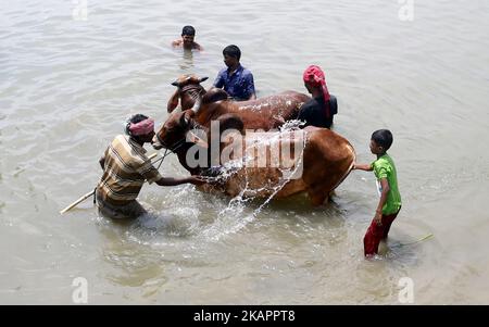 Bangladeshi commerçants avec l'Eid-ul-Azha à quelques jours seulement, les animaux sacrificiels attendent d'être vendus à Postagola, Bangladesh, le 25 août 2017, au marché du bétail dans la capitale Dhaka. (Photo de Sony Ramany/NurPhoto) Banque D'Images