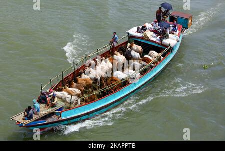 Bangladeshi commerçants avec l'Eid-ul-Azha à quelques jours seulement, les animaux sacrificiels attendent d'être vendus à Postagola, Bangladesh, le 25 août 2017, au marché du bétail dans la capitale Dhaka. (Photo de Sony Ramany/NurPhoto) Banque D'Images