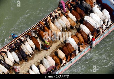 Bangladeshi commerçants avec l'Eid-ul-Azha à quelques jours seulement, les animaux sacrificiels attendent d'être vendus à Postagola, Bangladesh, le 25 août 2017, au marché du bétail dans la capitale Dhaka. (Photo de Sony Ramany/NurPhoto) Banque D'Images