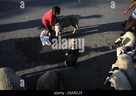 Les enfants palestiniens jouent près d'animaux sacrificiels sur un marché avant les célébrations d'Eid al-Adha dans le nord de la bande de Gaza, le 31 août 2017. EID al-Adha est l'une des fêtes les plus importantes du calendrier musulman. Il marque le pèlerinage musulman annuel (Hajj) à la Mecque, le lieu le plus sacré de l'Islam. À l'occasion, les musulmans abattent des animaux sacrifiques et divisent la viande en trois parties, une pour la famille, une pour les amis et les parents, et une pour les pauvres et les nécessiteux. Le massacre commémore l'histoire biblique d'Abraham, qui était sur le point de sacrifier son fils Ismail pour obéir à la commande de Dieu W Banque D'Images