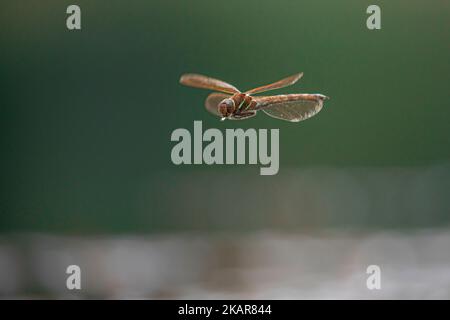 Libellule volante dans les airs (Odenata). Un insecte de Norvège. on dirait un hélicoptère. l'insecte vole près de l'eau et pond les œufs. Banque D'Images