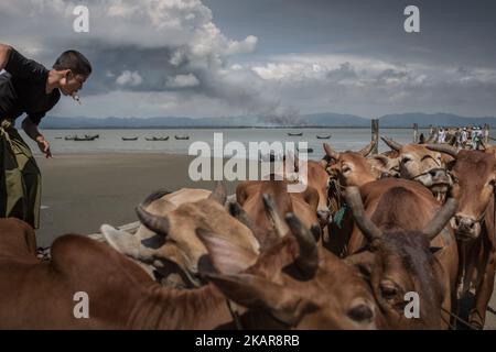 De la fumée est visible du côté de la frontière du Myanmar et des vaches des villages de Rakhain attendent après avoir traversé la NAF; Teknaf, Bangladesh. 14 septembre 2017 le Bangladesh utilisera des troupes pour fournir une aide étrangère à la ville frontalière qui a été submergée par les réfugiés musulmans Rohingya du Myanmar, ont annoncé à la fin du 14 septembre. Cette décision fait suite à la critique des conditions chaotiques dans lesquelles les secours ont été distribués dans les immenses camps autour de Cox's Bazar, où environ 389 000 Rohingya de l'État Rakhine du Myanmar sont arrivés depuis 25 août. (Photo de Turjoy Chowdhury/NurPhoto) Banque D'Images