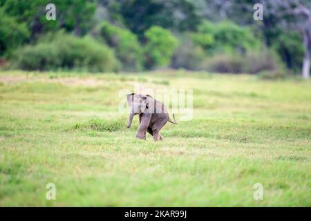 Un petit éléphant ludique qui court dans le champ d'herbe verte du parc national Banque D'Images