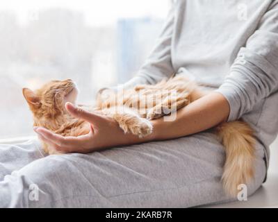 Joli chat au gingembre allongé sur les genoux d'une femme.Femme en bas de pyjama gris contour animal doux.Une matinée confortable à la maison. Banque D'Images