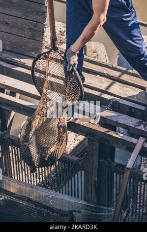 Les pêcheurs obtiennent beaucoup de carpe poisson dans grand filet à la rive Banque D'Images