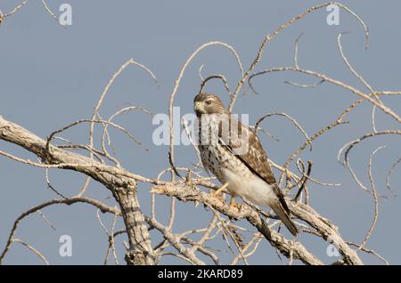Buse à épaulettes, Buteo lineatus, immature Banque D'Images