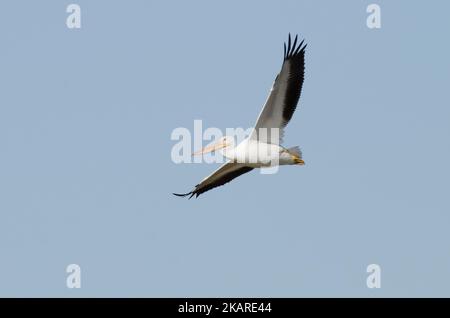 Pelican blanc américain, Pelecanus erythrorhynchos, en vol Banque D'Images