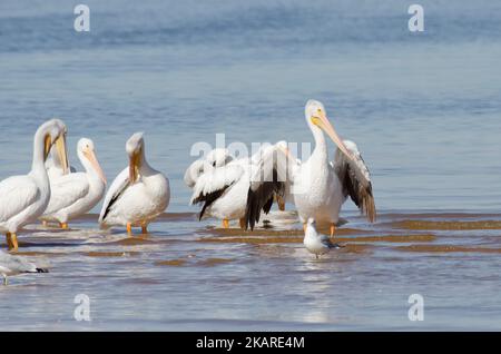 Les pélicans blancs américains, Pelecanus erythrorhynchos, se rassemblent sur le rivage Banque D'Images