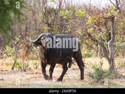 Un mâle adulte de Cape Buffalo, Syncerus caffer caffer, debout dans l'herbe, delta d'Okavango, Botswana Afrique. Un animal africain Big Five. Banque D'Images
