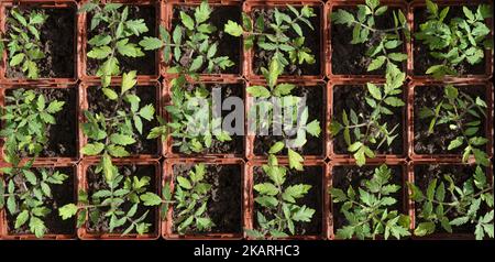 Plantules de tomate en plateaux de culture carrés, vue de dessus. Peut être utilisé comme arrière-plan. Le concept de l'agriculture biologique. Banque D'Images