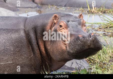 Hippopotame adulte, hippopotame amphibie, dans l'eau, réserve de gibier de Moremi, delta d'Okavango, Botswana Afrique Banque D'Images
