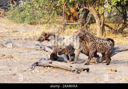 Hyène tachetée, Crocuta crocuta; un groupe de trois hyènes tachetées qui chassent dans le delta de l'Okavango, en Afrique du Botswana Banque D'Images