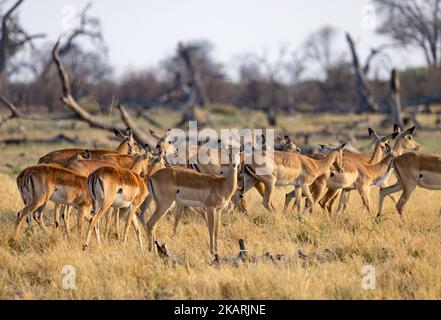 Troupeau d'Impala ordinaire; troupeau d'Impala femelles, Aepyceros melampus, alias Rooibok, pâturage, parc national de Chobe, Botswana Afrique. Antilopes africains. Banque D'Images