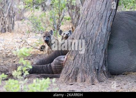 Hyena tachetée et tuez la carcasse. Deux hyènes tachetées, Crocuta crocuta, avec un éléphant mort, Moremi Game Reserve, Okavango Delta, Botswana Afrique Banque D'Images