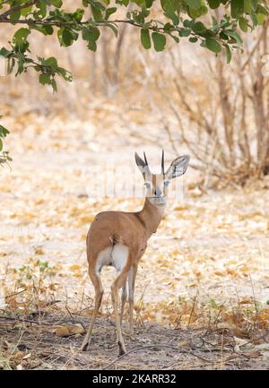 Homme adulte Steenbok, Raphicerus campestris, un petit antilope commun, Moremi Game Reserve, Okavango Delta, Botswana Afrique - animal africain Banque D'Images