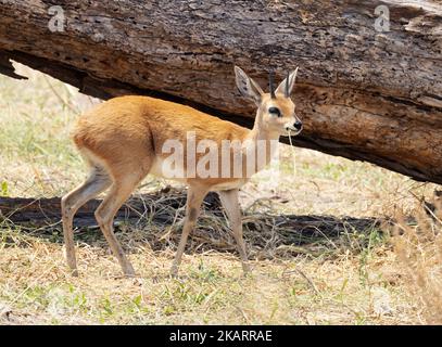 Homme adulte Steenbok, Raphicerus campestris, un petit antilope commun, Moremi Game Reserve, Okavango Delta, Botswana Afrique - animal africain Banque D'Images