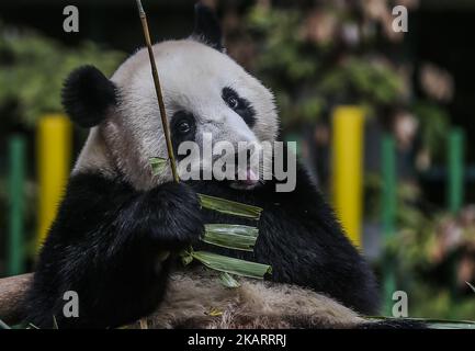 Nuan Nuan Nuan Nuan, une femelle géante de deux ans, réagit à l'intérieur de son enceinte au Giant Panda conservation Centre de Kuala Lumpur, en Malaisie, sur 5 octobre 2017. Nuan Nuan, la progéniture de la paire de panda Xing Xing et de Liang Liang au Giant Panda conservation Center, sera bientôt envoyée en Chine.le cub sera retourné en Chine car la Malaisie n'a eu le droit de garder le panda, que deux ans après sa naissance. (Photo de Mohd Daud/NurPhoto) Banque D'Images