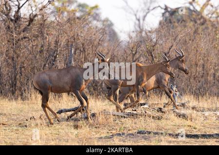 Tsessebe, ou Tsessebe commun, Damaliscus lunatus lunatus; Antelope adulte courant, Moremi Game Reserve, Le delta de l'Okavango, Botswana Afrique. Banque D'Images