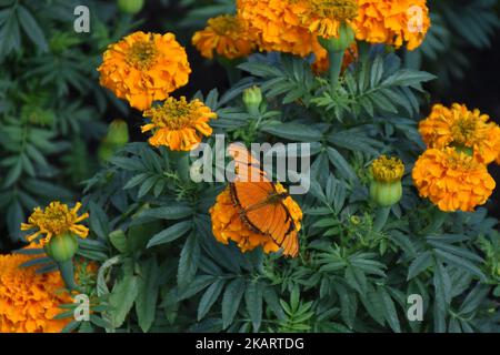 Cempasuchi également connu sous le nom de marigold mexicain. Champ de la fleur de cempasúchil pour la distribution dans les marchés pour décorer les offrandes le jour des morts. Plus de 250 mille fleurs de cempasúchil 'Tagetes erecta' sont récoltées sur l'année sur 06 octobre 2017 à Xochimilco, Mexique. (Photo par Carlos Tischler/NurPhoto) Banque D'Images