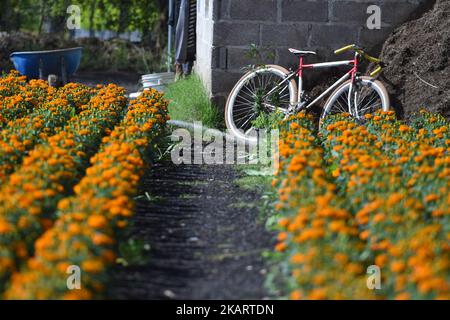 Cempasuchi également connu sous le nom de marigold mexicain. Champ de la fleur de cempasúchil pour la distribution dans les marchés pour décorer les offrandes le jour des morts. Plus de 250 mille fleurs de cempasúchil 'Tagetes erecta' sont récoltées sur l'année sur 06 octobre 2017 à Xochimilco, Mexique. (Photo par Carlos Tischler/NurPhoto) Banque D'Images