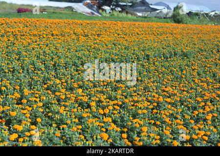 Cempasuchi également connu sous le nom de marigold mexicain. Champ de la fleur de cempasúchil pour la distribution dans les marchés pour décorer les offrandes le jour des morts. Plus de 250 mille fleurs de cempasúchil 'Tagetes erecta' sont récoltées sur l'année sur 06 octobre 2017 à Xochimilco, Mexique. (Photo par Carlos Tischler/NurPhoto) Banque D'Images