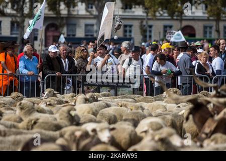 Les éleveurs français manifestent avec leurs animaux à Lyon, en France, sur 9 octobre 2017 pour attirer l'attention sur les attaques croissantes de loups contre les troupeaux de moutons et contre le « plan des loups » du ministère de l'Agriculture en 2018-2023. Le ministère français de l'Agriculture a dit vouloir arrêter les attaques, mais il n'a pas dit comment. Son nouveau « plan des loups » devrait être négocié et mis en place à partir du début de 2018. (Photo de Nicolas Liponne/NurPhoto) Banque D'Images