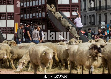 Les éleveurs français manifestent avec leurs animaux à Lyon, en France, sur 9 octobre 2017 pour attirer l'attention sur les attaques croissantes de loups contre les troupeaux de moutons et contre le « plan des loups » du ministère de l'Agriculture en 2018-2023. Le ministère français de l'Agriculture a dit vouloir arrêter les attaques, mais il n'a pas dit comment. Son nouveau « plan des loups » devrait être négocié et mis en place à partir du début de 2018. (Photo de Nicolas Liponne/NurPhoto) Banque D'Images