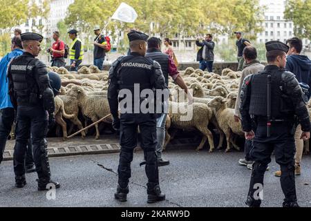 Les éleveurs français manifestent avec leurs animaux à Lyon, en France, sur 9 octobre 2017 pour attirer l'attention sur les attaques croissantes de loups contre les troupeaux de moutons et contre le « plan des loups » du ministère de l'Agriculture en 2018-2023. Le ministère français de l'Agriculture a dit vouloir arrêter les attaques, mais il n'a pas dit comment. Son nouveau « plan des loups » devrait être négocié et mis en place à partir du début de 2018. (Photo de Nicolas Liponne/NurPhoto) Banque D'Images