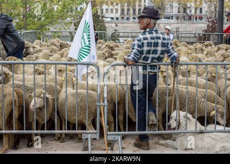 Les éleveurs français manifestent avec leurs animaux à Lyon, en France, sur 9 octobre 2017 pour attirer l'attention sur les attaques croissantes de loups contre les troupeaux de moutons et contre le « plan des loups » du ministère de l'Agriculture en 2018-2023. Le ministère français de l'Agriculture a dit vouloir arrêter les attaques, mais il n'a pas dit comment. Son nouveau « plan des loups » devrait être négocié et mis en place à partir du début de 2018. (Photo de Nicolas Liponne/NurPhoto) Banque D'Images
