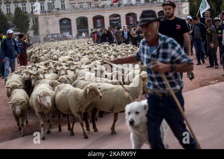 Les éleveurs français manifestent avec leurs animaux à Lyon, en France, sur 9 octobre 2017 pour attirer l'attention sur les attaques croissantes de loups contre les troupeaux de moutons et contre le « plan des loups » du ministère de l'Agriculture en 2018-2023. Le ministère français de l'Agriculture a dit vouloir arrêter les attaques, mais il n'a pas dit comment. Son nouveau « plan des loups » devrait être négocié et mis en place à partir du début de 2018. (Photo de Nicolas Liponne/NurPhoto) Banque D'Images