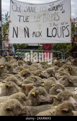 Les éleveurs français manifestent avec leurs animaux à Lyon, en France, sur 9 octobre 2017 pour attirer l'attention sur les attaques croissantes de loups contre les troupeaux de moutons et contre le « plan des loups » du ministère de l'Agriculture en 2018-2023. Le ministère français de l'Agriculture a dit vouloir arrêter les attaques, mais il n'a pas dit comment. Son nouveau « plan des loups » devrait être négocié et mis en place à partir du début de 2018. (Photo de Nicolas Liponne/NurPhoto) Banque D'Images