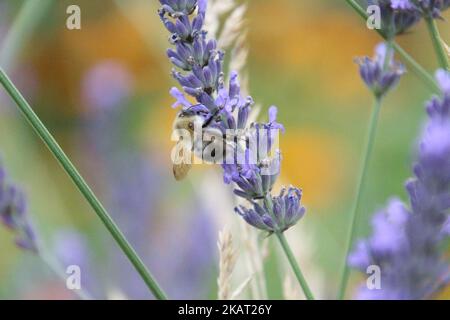 Une abeille de nidification précoce qui récolte le nectar de la fleur de lavande dans le champ Banque D'Images