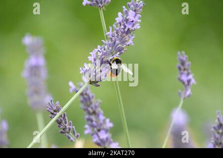Un bourdon précoce s'accrochant à une fleur de lavande qui rassemble le nectar dans le champ Banque D'Images