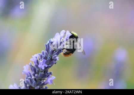 Photo d'un petit foyer d'une abeille ancienne rassemblant le nectar de la fleur de lavande dans le champ Banque D'Images