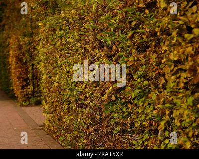 Les feuilles de haies en hêtre changent de couleur en automne. Banque D'Images