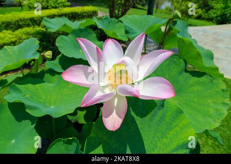 Un gros plan de fleur rose sacrée de lotus avec des feuilles vertes luxuriantes dans le parc Banque D'Images