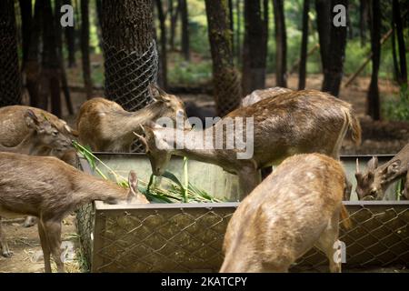 Un groupe de jeunes cerfs baweans (Hyelaphus kuhlii) mangeant de l'herbe Banque D'Images